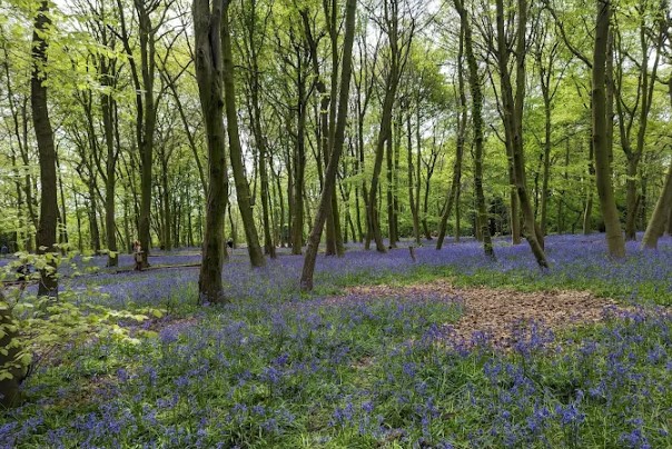 Epping Forest