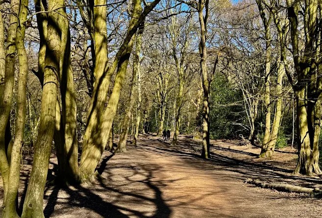 Highgate Wood