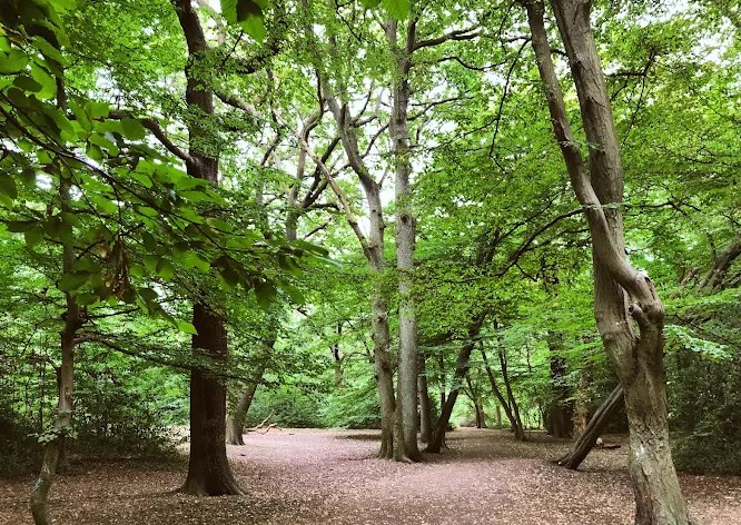 Queen's Wood