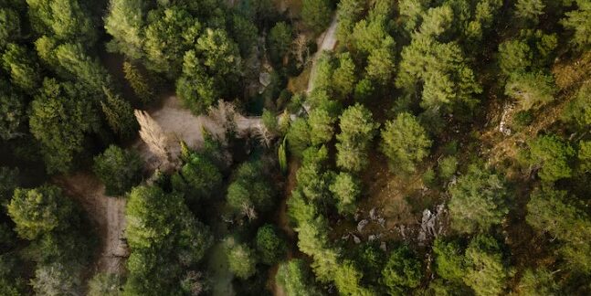Top 10 best forests in London