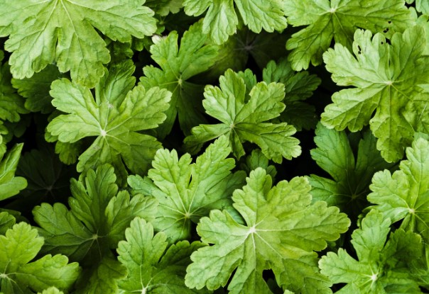 Nettle natural ingredients in London