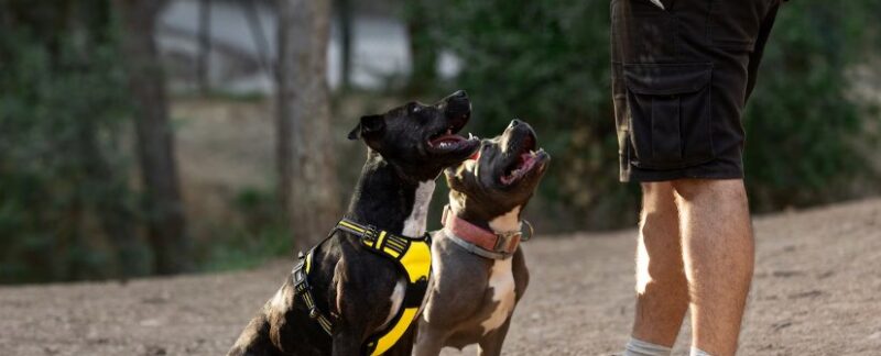 The 10 best dog training schools in London
